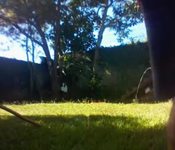 Yago lipe